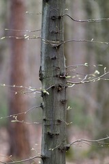 Drzewo buk z młodymi gałązkami na wiosnę © neskama