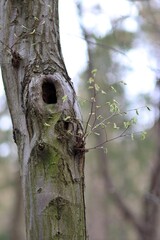 Naturalna dziupla na wiosennym drzewie