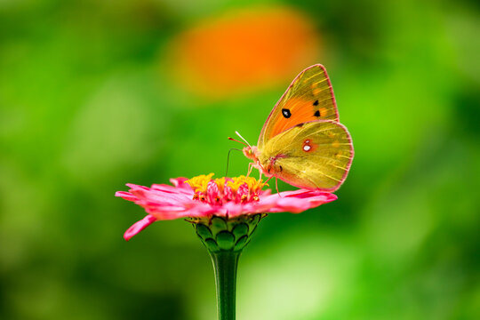 Fototapeta a yellow butterfly on a pink flower