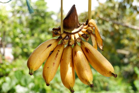 a fresh of banana