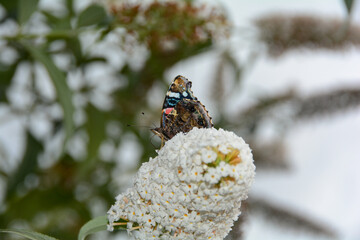 A admiral butterfly sits on white lilac