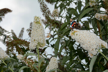 A  hummingbird hawk-moth on white lilac with a butterfly