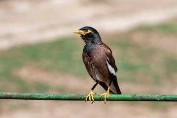 red winged blackbird