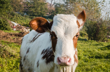 Beautiful little brown and white calf on green grass.