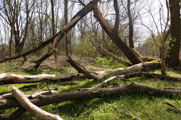 Natürlicher Wald
