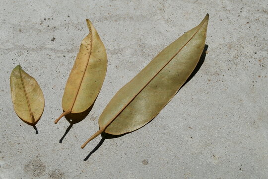 a dry leaf that has fallen from the tree
