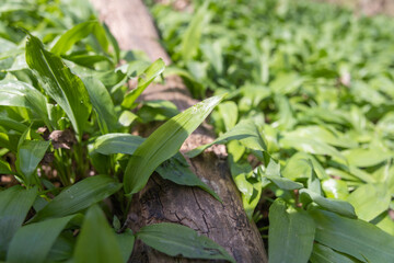 B&auml;rlauch vor der Bl&uuml;te
