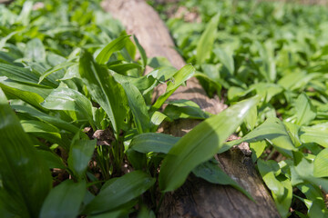 Obraz premium Bärlauch vor der Blüte