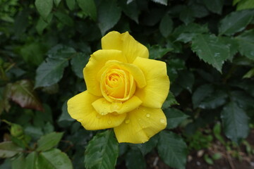 1 bright yellow flower of rose with raindrops in May