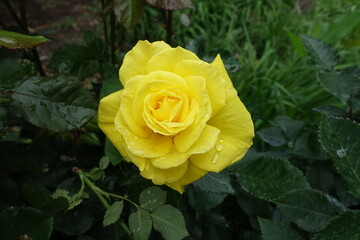 Bright yellow flower of rose with rain drops in May