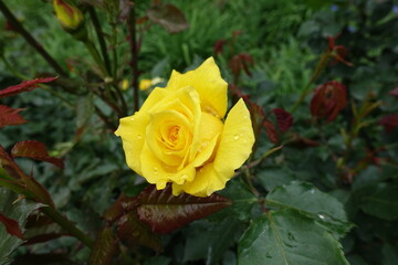 Dew on bright yellow flower of rose in May