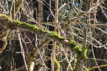 Green lichen on tree trunk and branches in winter forest in bright sun light 