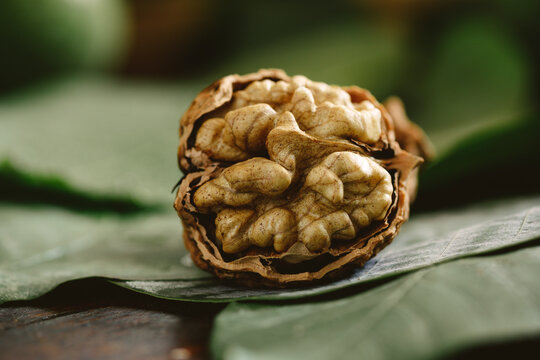 one walnut close-up 