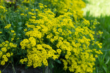 Steinkresse in einem Garten in Nahaufnahme