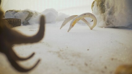 Mammoth in a cold snowy landscape. Mammoth toy in the snow.