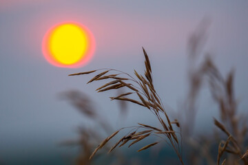 silhouette plants flower against the setting sun