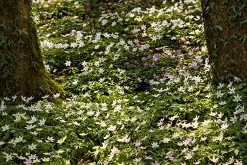 Buschwindröschen im Park von Schloss Raesfeld in Raesfeld im Frühling