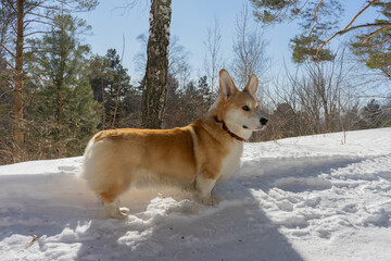 corgi dog stands in the forest in winter in snow at the sunny day