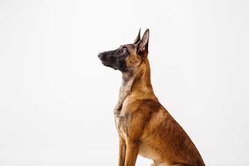 The Belgian Shepherd, The Malinois dog on white