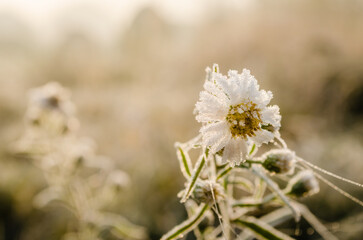 Chamomile flower, covered with winter frost, on a glade of forest.