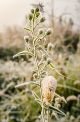 Chamomile flower, covered with winter frost, on a glade of forest.