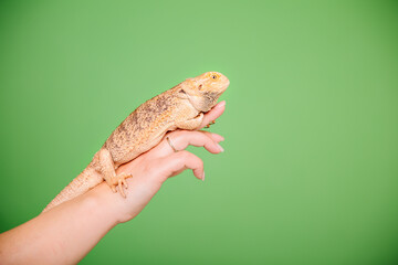 lizard on hand