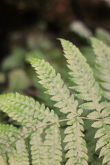 fern leaves