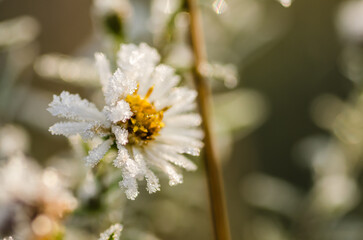 Chamomile flower, covered with winter frost, on a glade of forest.