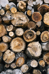 Forest pine and spruce trees. the logging timber wood industry.