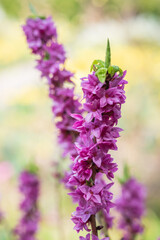 Daphne mezereum Seidelbast Detail Blüte