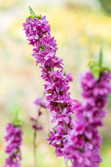 Obraz premium Daphne mezereum Seidelbast Detail Blüte