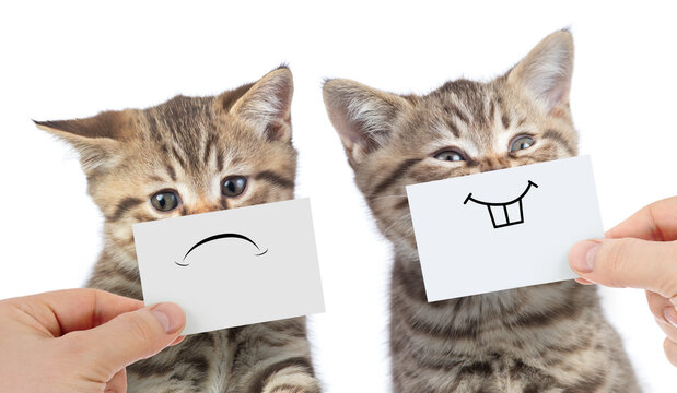 funny cats with opposite emotions one happy and another unhappy or sad isolated