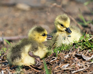 Canada Goose Photo. Canadian babies gosling close-up profile view resting on grass in their environment and habitat. Canada Goose Image. Picture. Portrait. Photo.