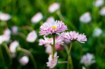 Close up summer daisies in a sunny field. Sunny summer grass and flowers background