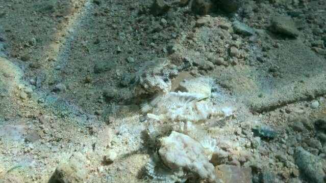 Three Seamoth met on the seabed during the mating season. Pegasus, Little Dragonfish or Common Seamoth (Eurypegasus draconis). 4K-60fps