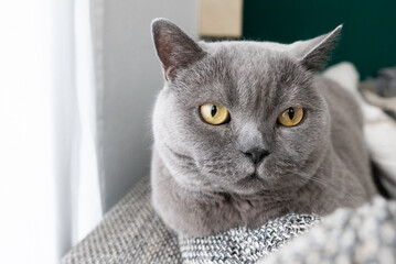 British Shorthair cat laying on a grey sofa