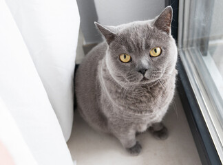 British Shorthair cat sitting by the window - Powered by Adobe