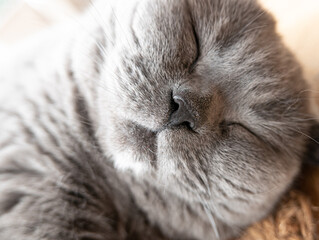 Close-up of a grey British Shorthair cat