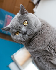 British Shorthair cat sitting in front of a blue wall