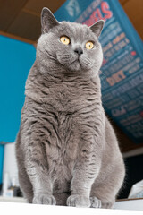 British Shorthair cat sitting in front of a blue wall