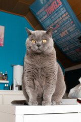 British Shorthair cat sitting in front of a blue wall