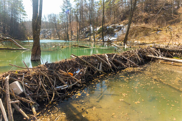 Large beaver dam which flooded marshes and created lake