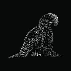 long-wattled umbrellabird hand drawing illustration isolated on black background