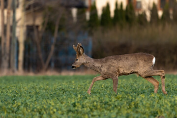 sarna i kozioł sarny na polu zielonym wiosną w mieście © Colorful Soul