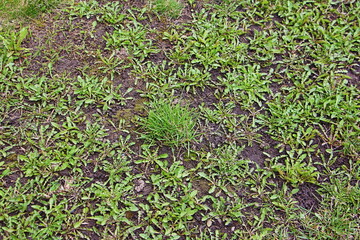 Young, green grass sprouted from moist chernozem. Wet ground warms up after winter.