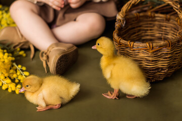 Close-up of ducklings at the feet of a little girl sitting in the Easter decorations.Spring and Easter concept.Selective focus.