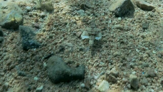 Seamoth moves on the sandy bottom in shallow water in sun rays. Pegasus, Little Dragonfish or Common Seamoth (Eurypegasus draconis). Slow motion