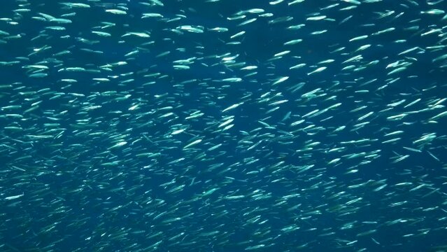 A large shoal of Blue sprat, Delicate round herring or blueback sprat (Spratelloides delicatulus). Massive school of small fish swims in the blue water in sunrays. 4K-60fps