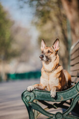 Urban dog. Belgian Shepherd, The Malinois dog outdoor.