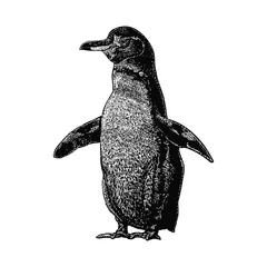 Foto op Canvas galapagos penguin illustration isolated on white background © tya studio
